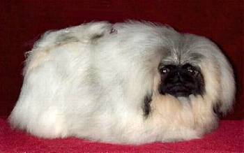 StSanja Stebtabulous.jpg (10496 bytes)
